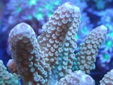 画像2: 【サンゴまとめ買い割引き10％〜20%OFF対象商品】【サンゴ】【通販】ブリードミドリイシsp. (美カラー）（個体販売）（±9cm)No.13（生体）（サンゴ） (2)