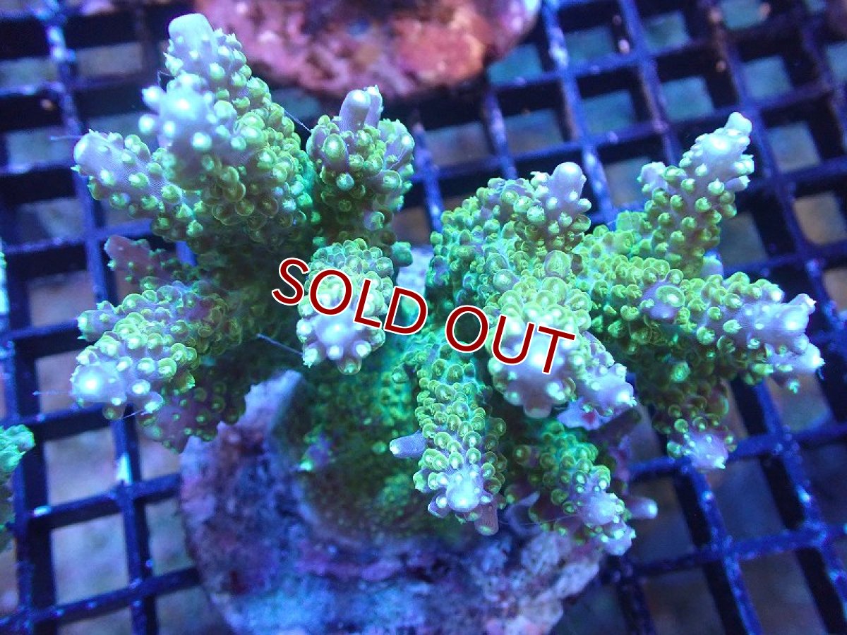 画像1: 【サンゴ】【通販】ブリードミドリイシsp. (美カラー）（個体販売）（±9cm)No.14（生体）（サンゴ） (1)