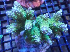 画像1: 【サンゴまとめ買い割引き10％〜20%OFF対象商品】【サンゴ】【通販】ブリードミドリイシsp. (美カラー）（個体販売）（±9cm)No.14（生体）（サンゴ） (1)