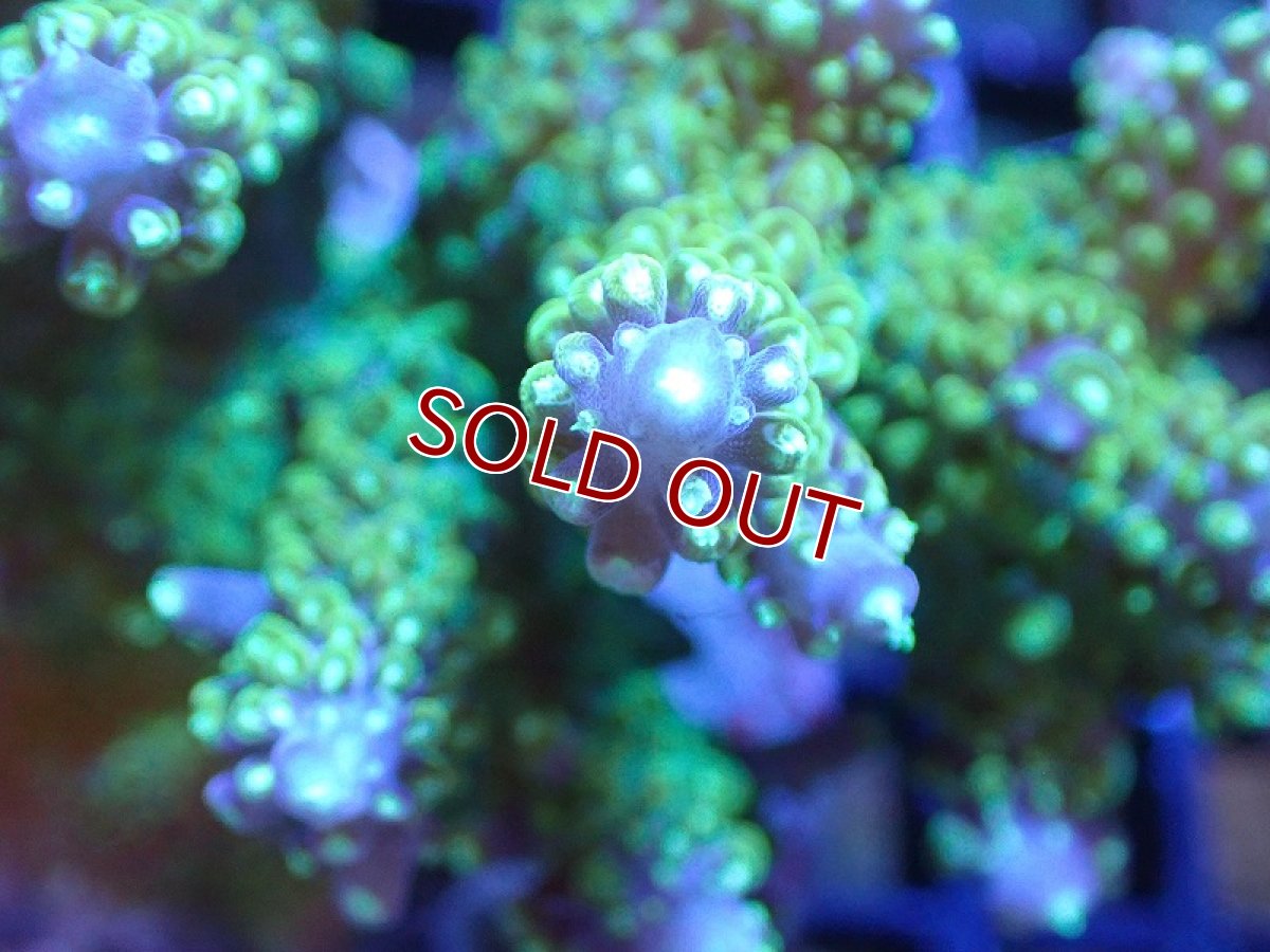 画像2: 【サンゴ】【通販】ブリードミドリイシsp. (美カラー）（個体販売）（±9cm)No.14（生体）（サンゴ） (2)