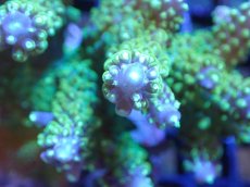 画像2: 【サンゴまとめ買い割引き10％〜20%OFF対象商品】【サンゴ】【通販】ブリードミドリイシsp. (美カラー）（個体販売）（±9cm)No.14（生体）（サンゴ） (2)