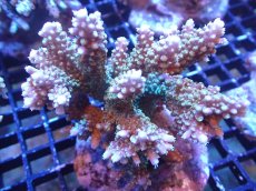 画像1: 【サンゴまとめ買い割引き10％〜20%OFF対象商品】【サンゴ】【通販】ブリードミドリイシsp. (美カラー）（個体販売）（±9cm)No.15（生体）（サンゴ） (1)