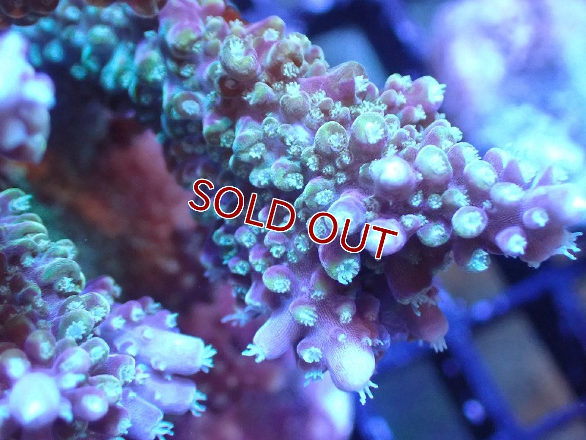 画像2: 【サンゴまとめ買い割引き10％〜20%OFF対象商品】 【サンゴ】【通販】ブリードミドリイシsp. (美カラー）（個体販売）（±9cm)No.15（生体）（サンゴ） (2)