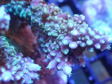 画像2: 【サンゴまとめ買い割引き10％〜20%OFF対象商品】【サンゴ】【通販】ブリードミドリイシsp. (美カラー）（個体販売）（±9cm)No.15（生体）（サンゴ） (2)