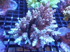 画像1: 【サンゴまとめ買い割引き10％〜20%OFF対象商品】【サンゴ】【通販】ブリードミドリイシsp. (美カラー）（個体販売）（±9cm)No.16（生体）（サンゴ） (1)