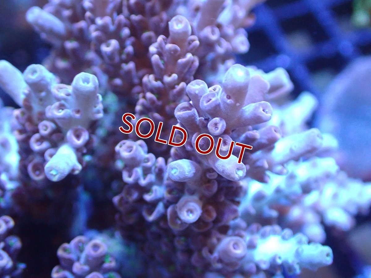 画像2: 【サンゴ】【通販】ブリードミドリイシsp. (美カラー）（個体販売）（±9cm)No.16（生体）（サンゴ） (2)