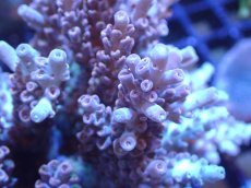 画像2: 【サンゴまとめ買い割引き10％〜20%OFF対象商品】【サンゴ】【通販】ブリードミドリイシsp. (美カラー）（個体販売）（±9cm)No.16（生体）（サンゴ） (2)