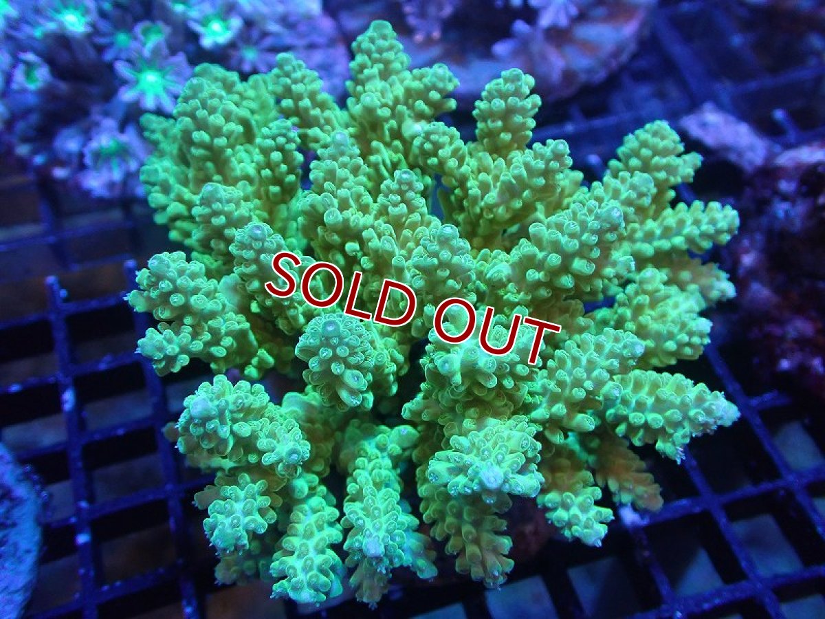 画像1: 【サンゴ】【通販】ブリードミドリイシsp. (美カラー）（個体販売）（±10cm)No.17（生体）（サンゴ） (1)