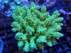 画像1: 【サンゴ】【通販】ブリードミドリイシsp. (美カラー）（個体販売）（±10cm)No.17（生体）（サンゴ） (1)