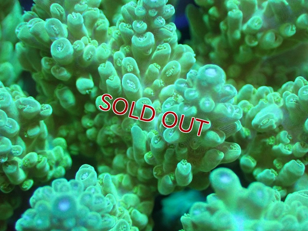 画像2: 【サンゴ】【通販】ブリードミドリイシsp. (美カラー）（個体販売）（±10cm)No.17（生体）（サンゴ） (2)