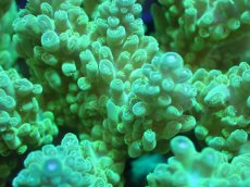 画像2: 【サンゴ】【通販】ブリードミドリイシsp. (美カラー）（個体販売）（±10cm)No.17（生体）（サンゴ） (2)