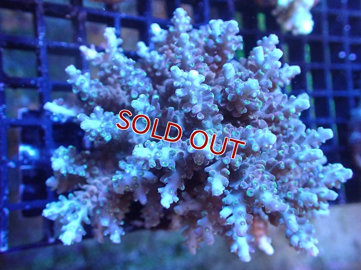 画像1: 【サンゴ】【通販】ブリードミドリイシsp. (美カラー）（個体販売）（±10cm)No.18（生体）（サンゴ） (1)