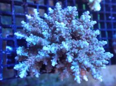 画像1: 【サンゴ】【通販】ブリードミドリイシsp. (美カラー）（個体販売）（±10cm)No.18（生体）（サンゴ） (1)