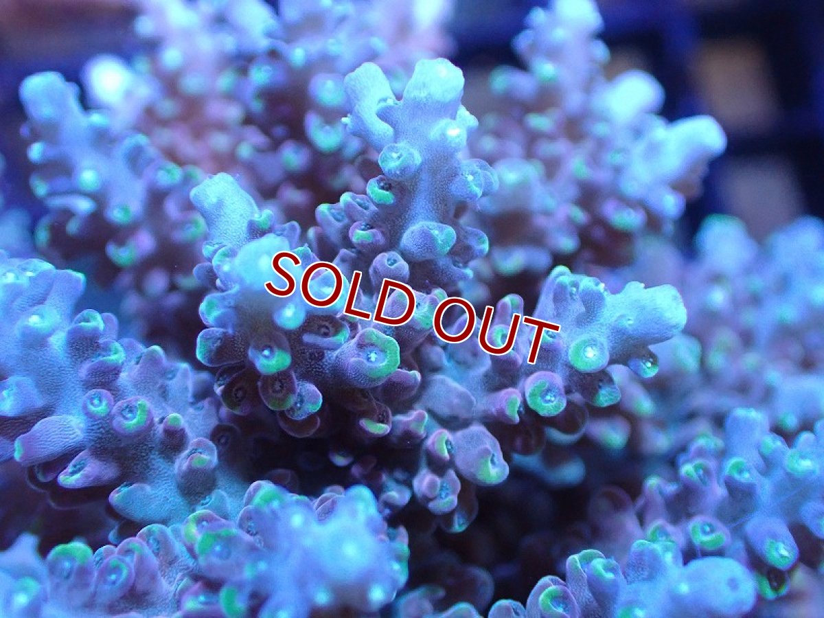 画像2: 【サンゴ】【通販】ブリードミドリイシsp. (美カラー）（個体販売）（±10cm)No.18（生体）（サンゴ） (2)