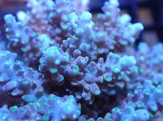 画像2: 【サンゴ】【通販】ブリードミドリイシsp. (美カラー）（個体販売）（±10cm)No.18（生体）（サンゴ） (2)