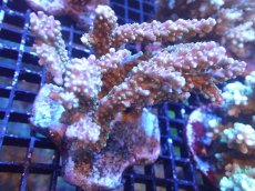 画像1: 【サンゴまとめ買い割引き10％〜20%OFF対象商品】【サンゴ】【通販】ブリードミドリイシsp. (美カラー）（個体販売）（±10cm)No.19（生体）（サンゴ） (1)