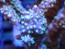 画像2: 【サンゴまとめ買い割引き10％〜20%OFF対象商品】【サンゴ】【通販】ブリードミドリイシsp. (美カラー）（個体販売）（±10cm)No.19（生体）（サンゴ） (2)