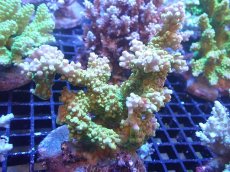 画像1: 【サンゴまとめ買い割引き10％〜20%OFF対象商品】【サンゴ】【通販】ブリードミドリイシsp. (美カラー）（個体販売）（±10cm)No.20（生体）（サンゴ） (1)