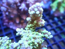 画像2: 【サンゴまとめ買い割引き10％〜20%OFF対象商品】【サンゴ】【通販】ブリードミドリイシsp. (美カラー）（個体販売）（±10cm)No.20（生体）（サンゴ） (2)