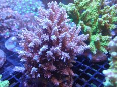 画像1: 【サンゴまとめ買い割引き10％〜20%OFF対象商品】【サンゴ】【通販】ブリードミドリイシsp. (美カラー）（個体販売）（±10cm)No.21（生体）（サンゴ） (1)