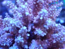 画像2: 【サンゴまとめ買い割引き10％〜20%OFF対象商品】【サンゴ】【通販】ブリードミドリイシsp. (美カラー）（個体販売）（±10cm)No.21（生体）（サンゴ） (2)