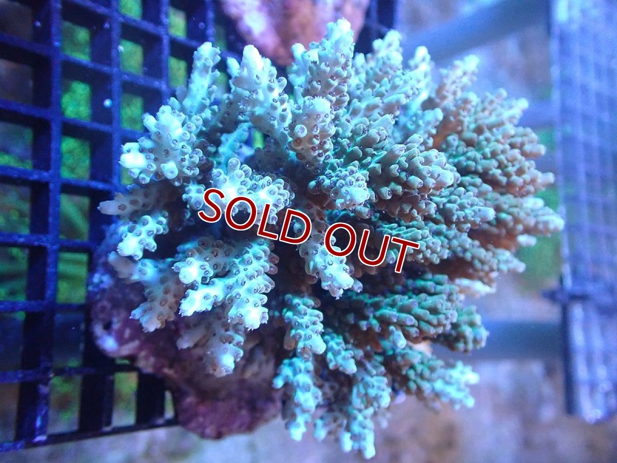 画像1: 【サンゴ】【通販】ブリードミドリイシsp. (美カラー）（個体販売）（±10cm)No.22（生体）（サンゴ） (1)