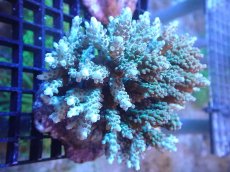 画像1: 【サンゴ】【通販】ブリードミドリイシsp. (美カラー）（個体販売）（±10cm)No.22（生体）（サンゴ） (1)