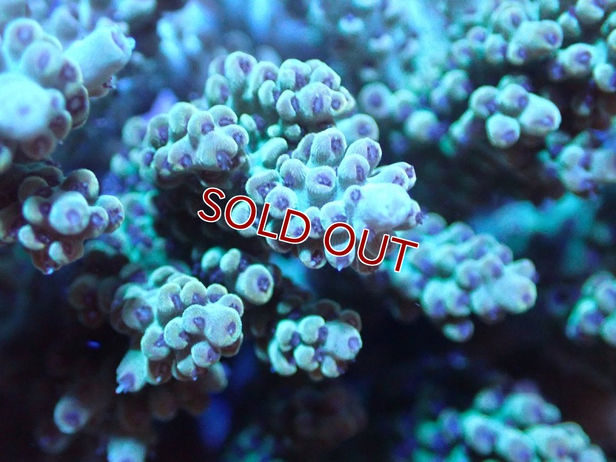 画像2: 【サンゴ】【通販】ブリードミドリイシsp. (美カラー）（個体販売）（±10cm)No.22（生体）（サンゴ） (2)