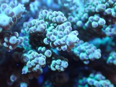 画像2: 【サンゴ】【通販】ブリードミドリイシsp. (美カラー）（個体販売）（±10cm)No.22（生体）（サンゴ） (2)