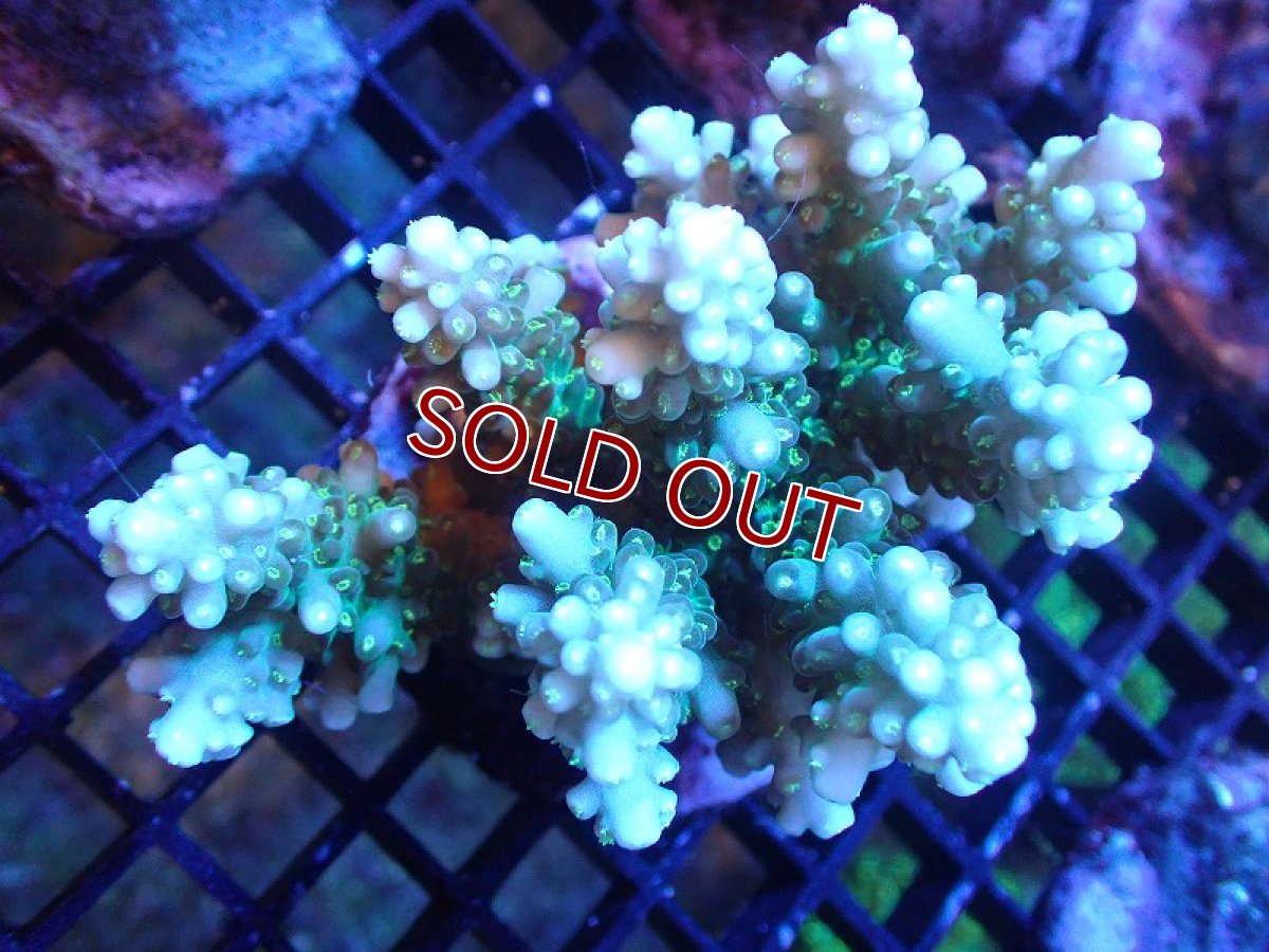 画像1: 【サンゴ】【通販】ブリードミドリイシsp. (美カラー）（個体販売）（±9cm)No.23（生体）（サンゴ） (1)