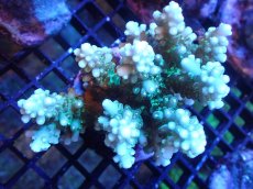 画像1: 【サンゴ】【通販】ブリードミドリイシsp. (美カラー）（個体販売）（±9cm)No.23（生体）（サンゴ） (1)