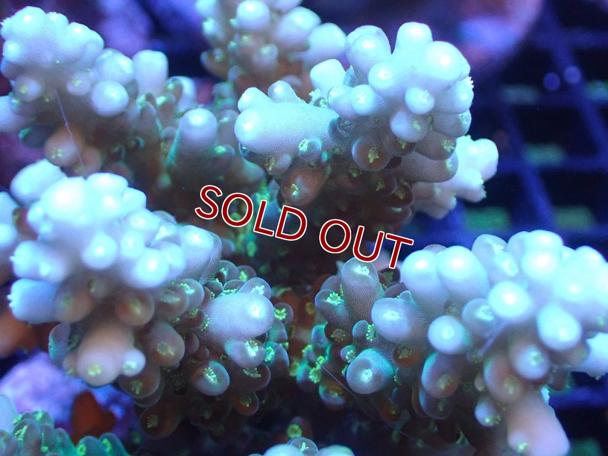 画像2: 【サンゴ】【通販】ブリードミドリイシsp. (美カラー）（個体販売）（±9cm)No.23（生体）（サンゴ） (2)