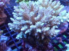 画像1: 【サンゴまとめ買い割引き10％〜20%OFF対象商品】【サンゴ】【通販】ブリードミドリイシsp. (美カラー）（個体販売）（±10cm)No.24（生体）（サンゴ） (1)