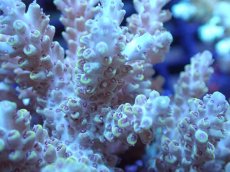 画像2: 【サンゴまとめ買い割引き10％〜20%OFF対象商品】【サンゴ】【通販】ブリードミドリイシsp. (美カラー）（個体販売）（±10cm)No.24（生体）（サンゴ） (2)