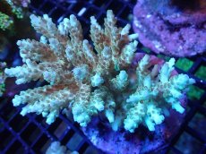 画像1: 【サンゴまとめ買い割引き10％〜20%OFF対象商品】【サンゴ】【通販】ブリードミドリイシsp. (美カラー）（個体販売）（±9cm)No.25（生体）（サンゴ） (1)