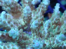 画像2: 【サンゴまとめ買い割引き10％〜20%OFF対象商品】【サンゴ】【通販】ブリードミドリイシsp. (美カラー）（個体販売）（±9cm)No.25（生体）（サンゴ） (2)