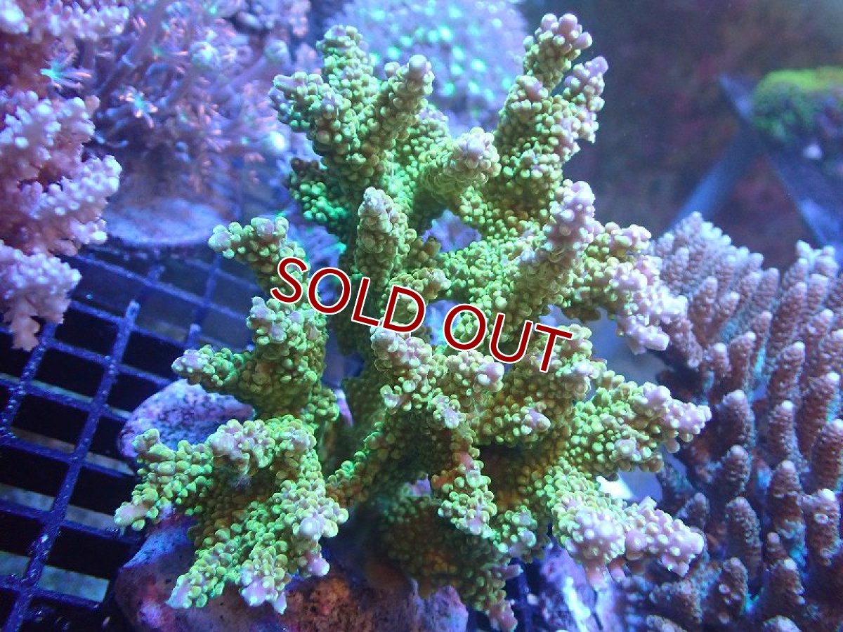 画像1: 【サンゴ】【通販】ブリードミドリイシsp. (美カラー）（個体販売）（±10cm)No.26（生体）（サンゴ） (1)