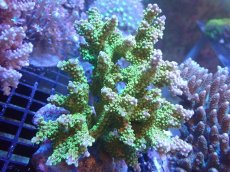 画像1: 【サンゴまとめ買い割引き10％〜20%OFF対象商品】【サンゴ】【通販】ブリードミドリイシsp. (美カラー）（個体販売）（±10cm)No.26（生体）（サンゴ） (1)