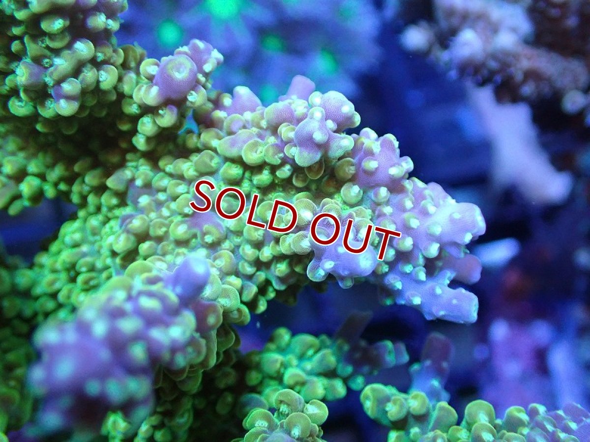 画像2: 【サンゴ】【通販】ブリードミドリイシsp. (美カラー）（個体販売）（±10cm)No.26（生体）（サンゴ） (2)