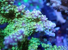 画像2: 【サンゴまとめ買い割引き10％〜20%OFF対象商品】【サンゴ】【通販】ブリードミドリイシsp. (美カラー）（個体販売）（±10cm)No.26（生体）（サンゴ） (2)