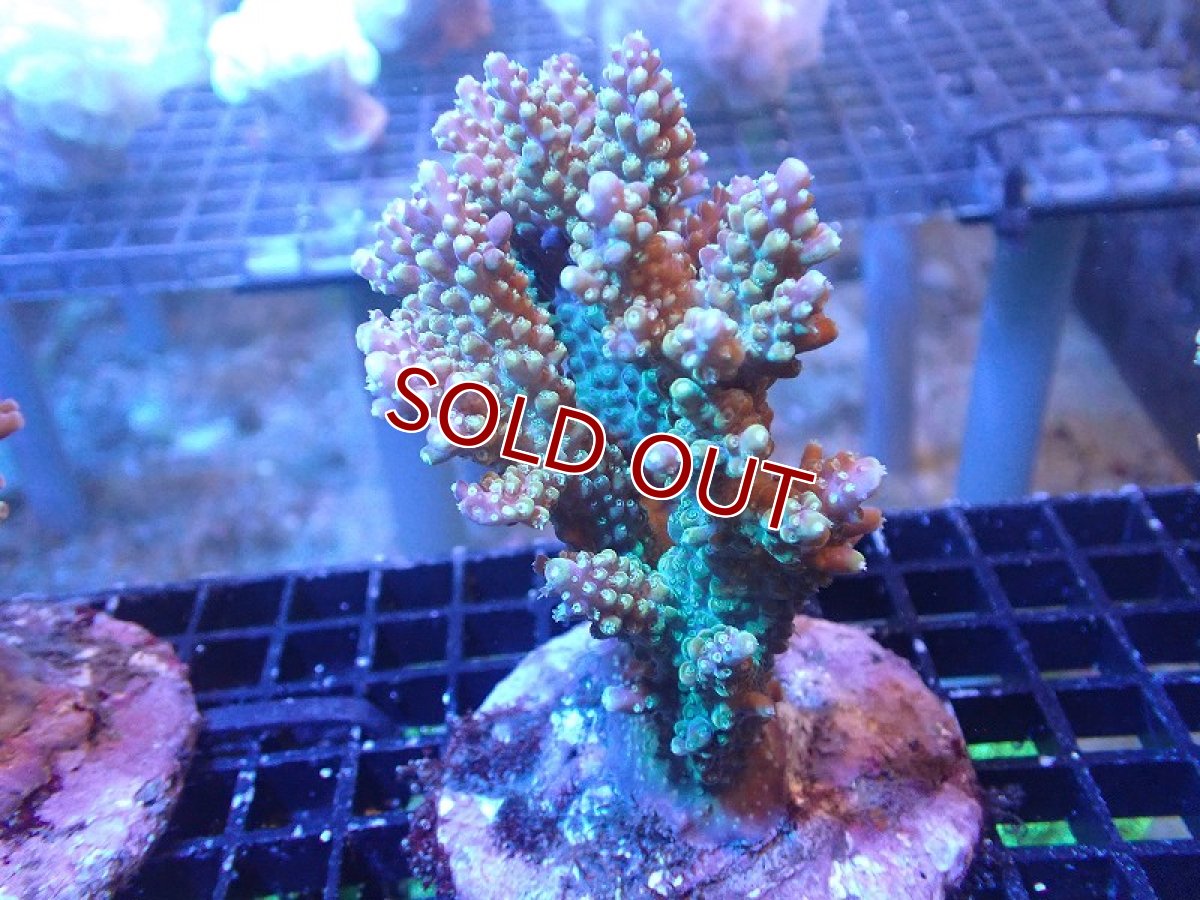 画像1: 【サンゴ】【通販】ブリードミドリイシsp. (美カラー）（個体販売）（±9cm)No.27（生体）（サンゴ） (1)