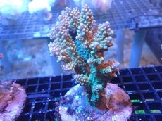 画像1: 【サンゴまとめ買い割引き10％〜20%OFF対象商品】【サンゴ】【通販】ブリードミドリイシsp. (美カラー）（個体販売）（±9cm)No.27（生体）（サンゴ） (1)