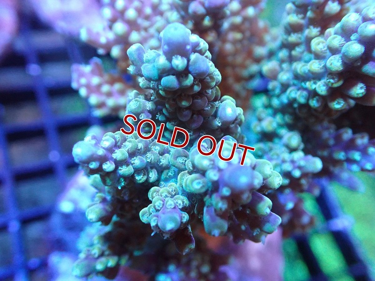 画像2: 【サンゴ】【通販】ブリードミドリイシsp. (美カラー）（個体販売）（±9cm)No.27（生体）（サンゴ） (2)