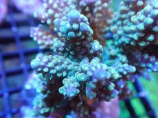 画像2: 【サンゴまとめ買い割引き10％〜20%OFF対象商品】【サンゴ】【通販】ブリードミドリイシsp. (美カラー）（個体販売）（±9cm)No.27（生体）（サンゴ） (2)