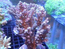 画像1: 【サンゴまとめ買い割引き10％〜20%OFF対象商品】【サンゴ】【通販】ブリードミドリイシsp. (美カラー）（個体販売）（±9cm)No.28（生体）（サンゴ） (1)