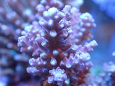 画像2: 【サンゴまとめ買い割引き10％〜20%OFF対象商品】【サンゴ】【通販】ブリードミドリイシsp. (美カラー）（個体販売）（±9cm)No.28（生体）（サンゴ） (2)