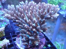 画像1: 【サンゴまとめ買い割引き10％〜20%OFF対象商品】【サンゴ】【通販】ブリードミドリイシsp. (美カラー）（個体販売）（±13cm)No.29（生体）（サンゴ） (1)