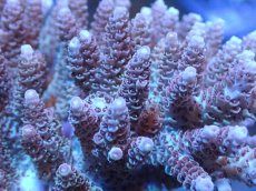 画像2: 【サンゴまとめ買い割引き10％〜20%OFF対象商品】【サンゴ】【通販】ブリードミドリイシsp. (美カラー）（個体販売）（±13cm)No.29（生体）（サンゴ） (2)