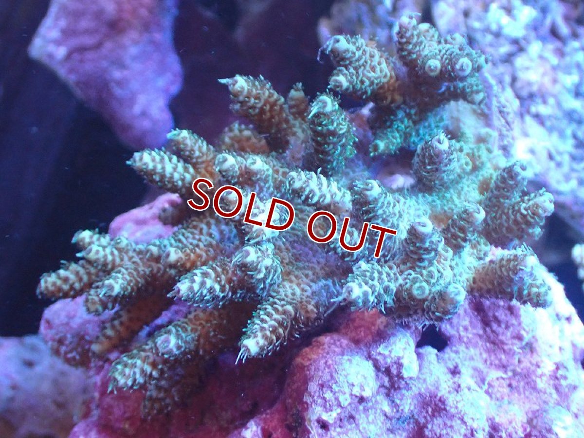 画像1: 【サンゴまとめ買い割引き10％〜20%OFF対象商品】 【サンゴ】【通販】Wildミドリイシsp. (美カラー/カット個体）SMサイズ（個体販売）（±8ｘ7cm)No.1（生体）（サンゴ） (1)
