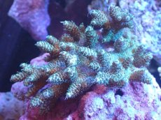 画像1: 【サンゴまとめ買い割引き10％〜20%OFF対象商品】 【サンゴ】【通販】Wildミドリイシsp. (美カラー/カット個体）SMサイズ（個体販売）（±8ｘ7cm)No.1（生体）（サンゴ） (1)